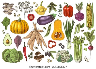 Hand drawn set of fresh vegetables and mushrooms