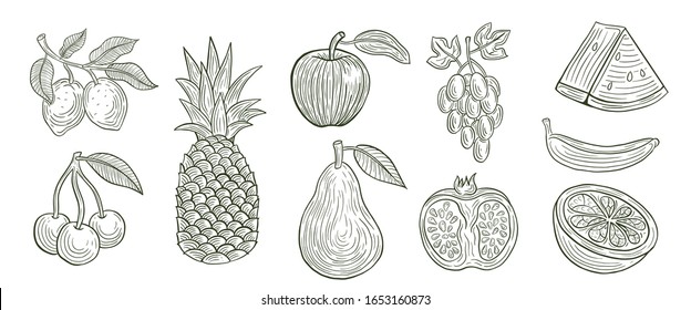 hand drawn set of fruits vector illustration
