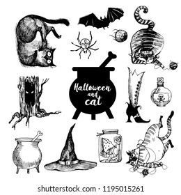 Hand Drawn Set Of Funny Cats And Halloween Elements
