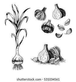 Hand drawn set of garlic. Retro sketches isolated. Vintage collection. Linear graphic design. Black and white image of vegetables. Vector illustration.