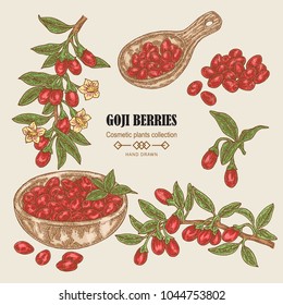 Hand drawn set of Goji berries. Colored sketch goji. Vector illustration vintage.