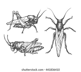 Hand drawn set of grasshoppers and locust in different poses. Set of isolated vector insects illustrations. Black and white collection. Detailed realistic sketches. Ink, pen, linework.