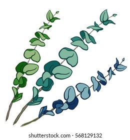 Hand drawn set of green eucalyptus branches with round leaves isolated on white. Botanical elements. Beautiful floral design elements. 