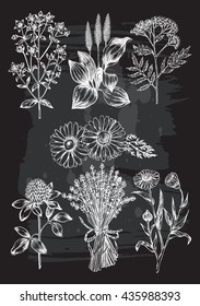 Hand drawn set of herbs - camomile flower, clover, lavender, St. John's wort, plantain, tansy, calendula. Medicinal herbs. Template for design of organic cosmetics. Vector illustration.