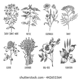 Hand drawn set of herbs - clover, lavender, St. John's wort, plantain, tansy, calendula, nettle, dog-rose. Medicinal herbs. Template for design of organic cosmetics. Vector illustration.