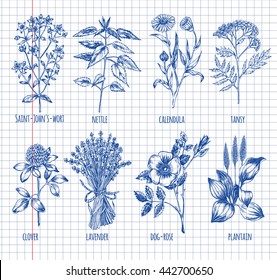 Hand drawn set of herbs - clover, lavender, St. John's wort, plantain, tansy, calendula, nettle, dog-rose. Medicinal herbs. Template for design of organic cosmetics. Vector illustration.