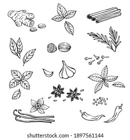Hand drawn set with herbs and spices. Design elements isolated on white. Cooking icons. Vector illustration.