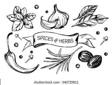 Hand drawn set of herbs and spices - garlic, hot pepper, bay leaf, basil, nutmeg, cloves, rosemary, black pepper. Vector Illustration.