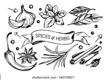 Hand drawn set of herbs and spices - garlic, hot pepper, bay leaf, basil, cardamom, cloves, rosemary, black pepper, cinnamon sticks and star anise. Vector Illustration.