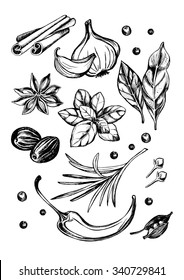 Hand drawn set of herbs and spices - garlic, hot pepper, cardamom, bay leaf, basil, nutmeg, cloves, rosemary, black pepper, cinnamon sticks and star anise. Vector Illustration.