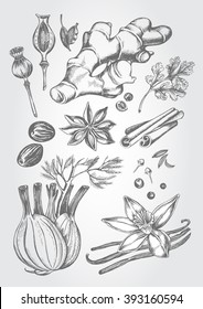 Hand drawn set of herbs and spices - poppy, ginger root, cardamom, coriander, nutmeg, star anise, cinnamon sticks, fennel, cloves, black pepper, cumin, vanilla pods with a flower. Vector Illustration.