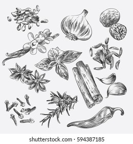 Hand drawn Set with herbs and Spices. Clove, garlic, nutmeg, vanilla, basil, caraway, anise, cinnamon, sesame, rosemary, chilli sketches. Spices in sketch style vector illustration.
