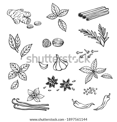 Hand drawn set with herbs and spices. Design elements isolated on white. Cooking icons. Vector illustration.