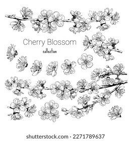 Handgezeichnete Reihe von sehr detaillierten realistischen Kirschblüten Blumen und Äste. Schwarz-Weiß-Skizze-Sammlung von blühenden Sakura. Vektorgrafik einzeln auf weißem Hintergrund.