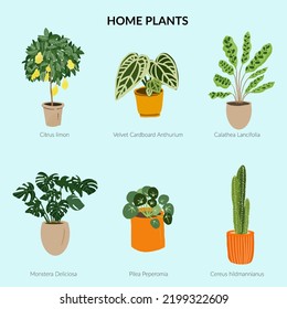 Hand Drawn Set Home Plants Lemon Stock Vector (royalty Free) 2199322609 