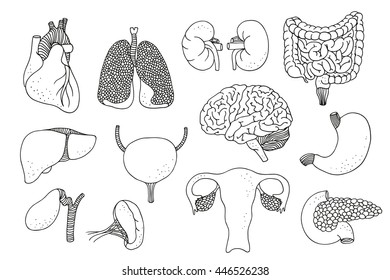 Hand drawn set of human internal organs, vector anatomy collection isolated on white