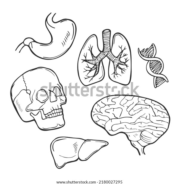 Hand Drawn Set\
with Human Organs. Human\
Anatomy