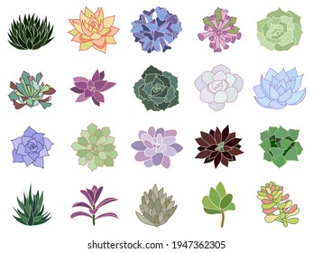 Icono de conjunto dibujado a mano. Suculentos de estilo plano. Dibujo gráfico de la flor del desierto en casa. Ilustración vectorial, elementos de color aislados en un fondo blanco