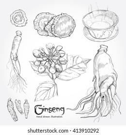 hand drawn set illustration of ginseng