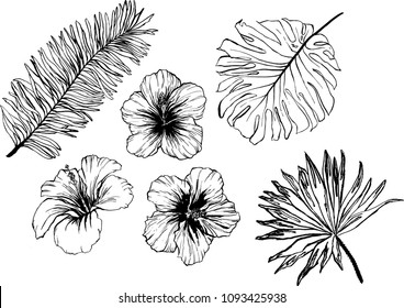 Hand drawn set of illustration of tropical leaves and flowers.