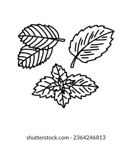 Hand drawn set illustrations of mint leaves isolated on white background