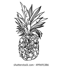 Hand drawn set illustrations of ripe pineapples. Exotic tropical fruit vector drawings isolated on white background.