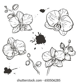 hand drawn set illustrations silhouette of orchid on white background. sketch. vector eps 8
