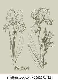 hand drawn set of iris flower art