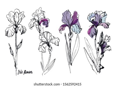 hand drawn set of iris flower art