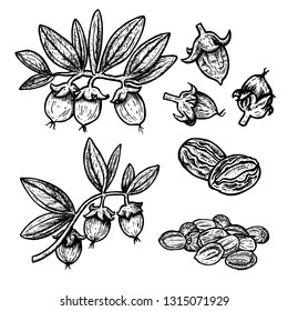 Hand drawn set of jojoba dates, leaves and twigs. Retro isolated sketches. Vintage figure. Linear graphic design. Black and white image. Vector illustration.