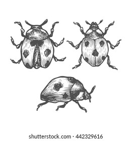 Hand drawn set of ladybug in different poses. Set of isolated vector insects illustrations. Black and white collection. Detailed realistic sketches. Ink, pen, linework.