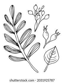 Hand drawn set with leaves and berries isolated on white background. Line art collection. Black and white vector illustration.