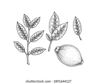 Hand drawn set of lemon design elements. Whole lemon, branch and leaves. Vector illustration in sketch style. Immunity booster plant.