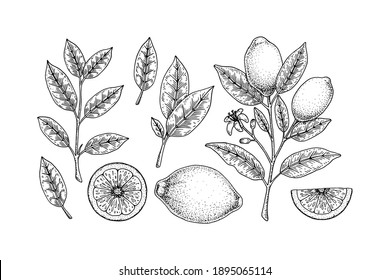 Hand drawn set of lemon design elements. Whole lemon, slice, branch with flower and leaves. Vector illustration in sketch style. Immunity booster plant.