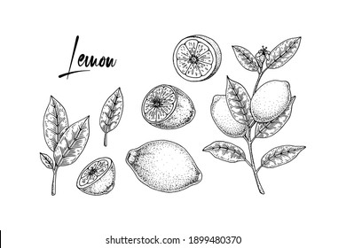Hand drawn set of lemon design elements. Whole lemon, slice, branch with flower and leaves. Vector illustration in sketch style. Immunity booster plant.