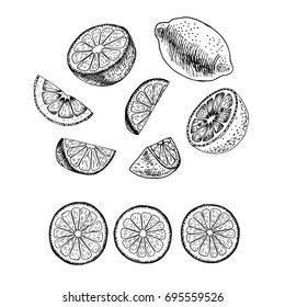 Hand drawn set of lemon. Retro isolated sketches. Vintage collection. Linear graphic design. Slices of lemon. Black and white image of fruit. Vector illustration.