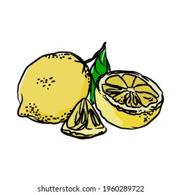 Conjunto de fruto de Lemons a mano sobre fondo blanco. Ilustración del vector
