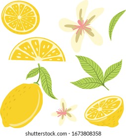 Hand Drawn Set With Lemons And Leaves