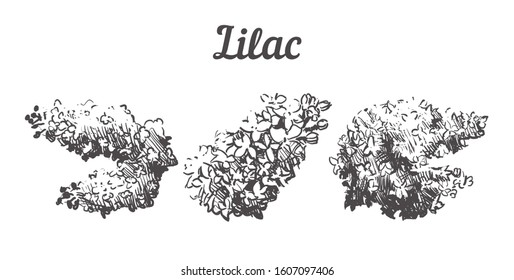 Hand drawn set Lilac flowers illustration. Vector Sketch Lilac isolated on white background.