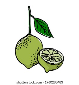 Hand drawn set of Lime with cut fruit and leaf on white background. Vector illustration.