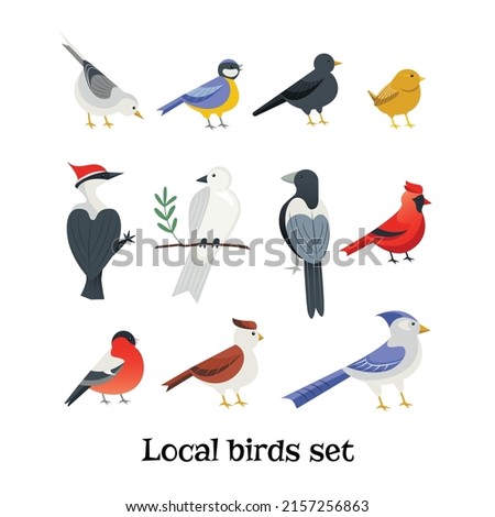 Hand drawn set of local and garden birds in flat cartoon style, isolated vector illustration