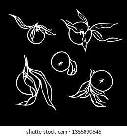 Hand drawn set of mandarines with leaves. Vector linear graphic black and white illustration of tangerines. Stylized citrus fruit vector elements collection for design. Engraving style. Healthy food.