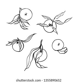Hand drawn set of mandarines with leaves. Vector linear graphic black and white illustration of tangerines. Stylized citrus fruit vector elements collection for design. Engraving style. Healthy food.