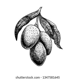 Hand drawn set of mango, leaves and twigs. Retro isolated sketches. Vintage figure. Linear graphic design. Black and white image. Vector illustration.