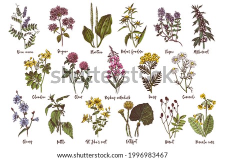 Hand drawn set of medicinal herbs