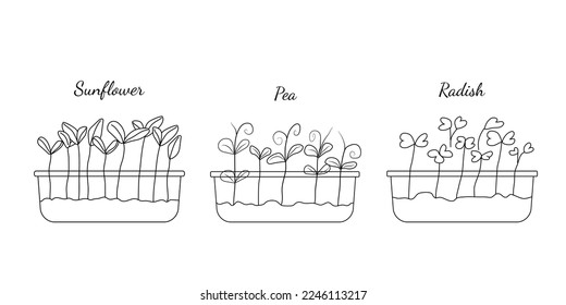 Hand drawn set if micro greens. Vector illustration in sketch style isolated on white background. Vector EPS10