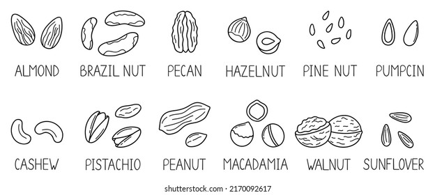 Handgezeichnete Nüsse und Samen doodle mit Titeln. Mandeln, Haselnüsse, Pistazien, Macadamia, Cashew, Nussbaum im Skizzenstil.  Vektorgrafik einzeln auf weißem Hintergrund