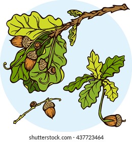 Hand drawn set oak branches with leaves and acorns. Oak sprout.  Branch with green leaves