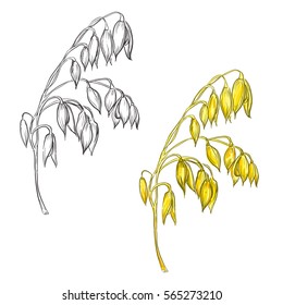 conjunto hecho a mano de avena, grano de avena. boceto. Pasos del vector 8
