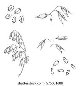 Hand Drawn Set Of Oats, Oatmeal, Oat Grain. Sketch. Vector Eps 8